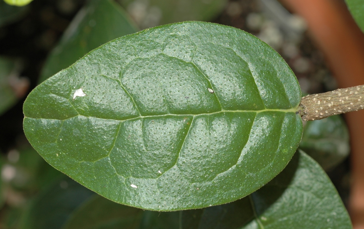 Monimiaceae Peumus boldus