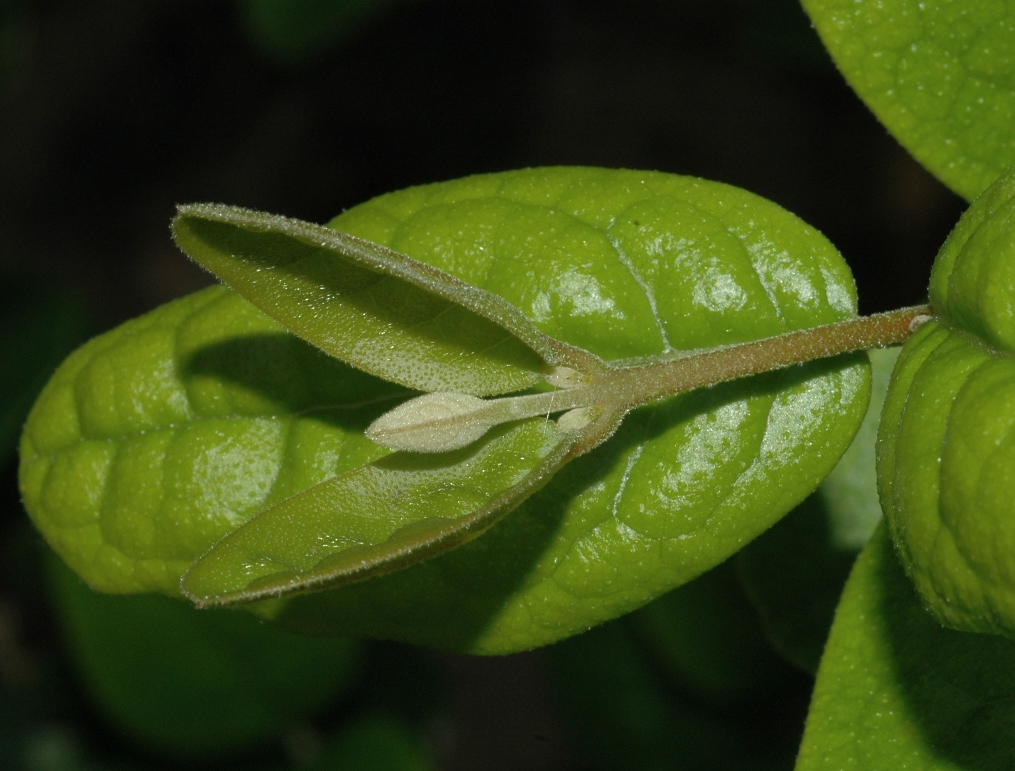 Monimiaceae Peumus boldus