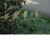 image of Quercus ilex