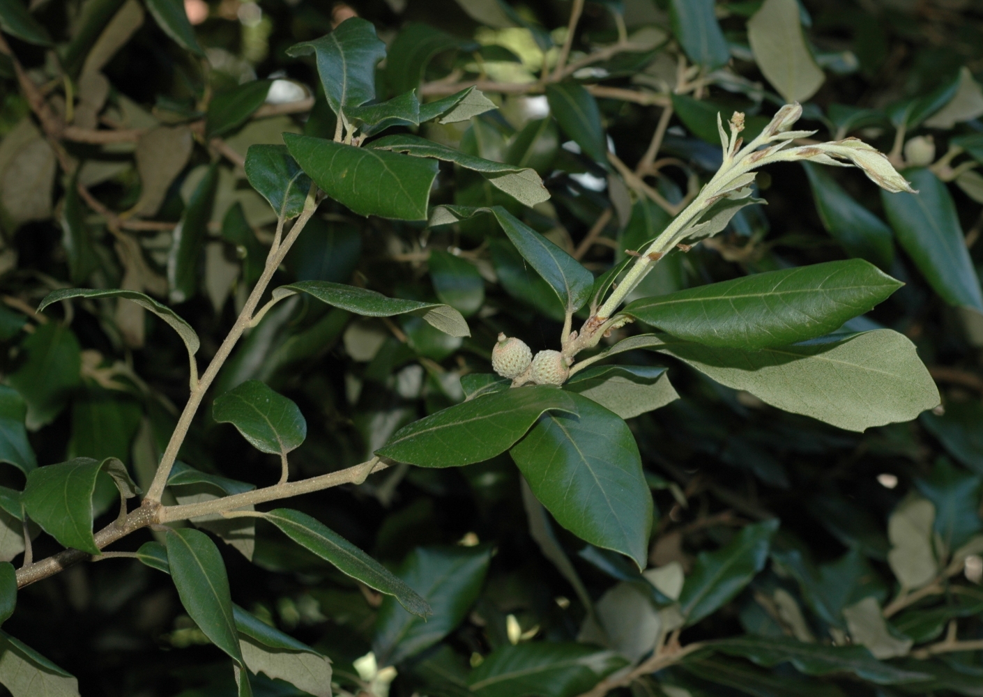 Fagaceae Quercus ilex