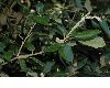 image of Quercus ilex