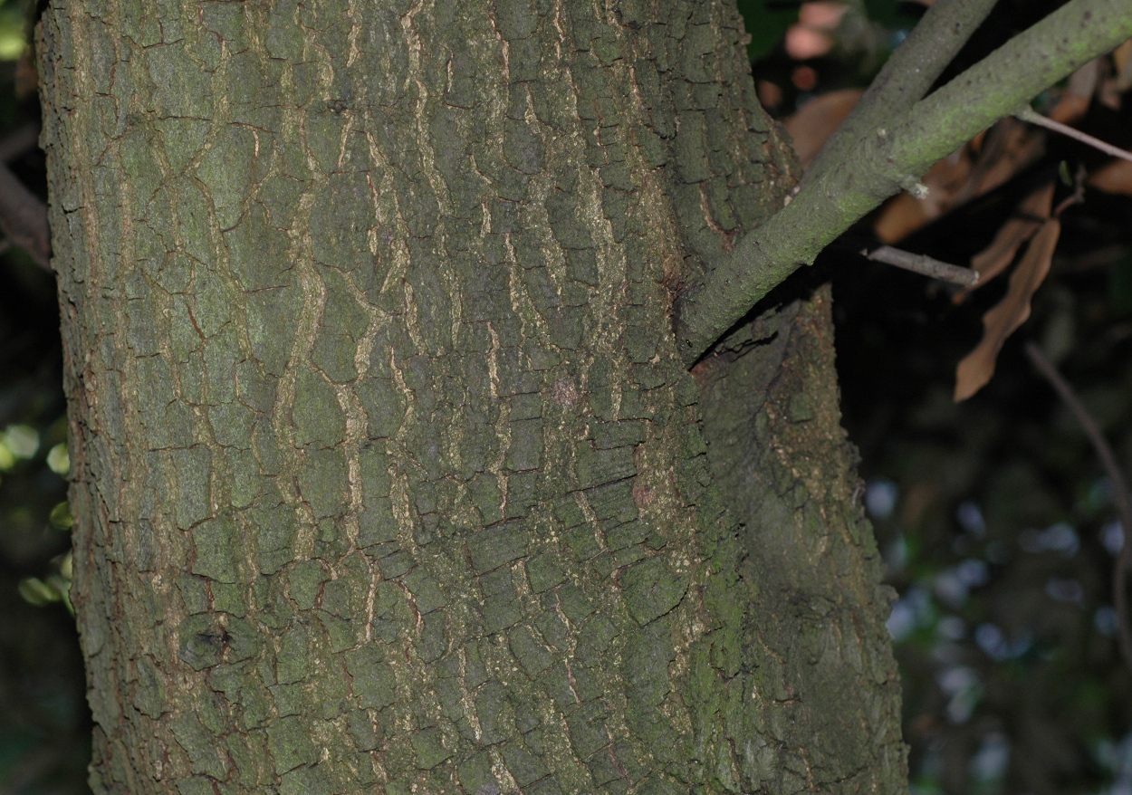 Fagaceae Quercus ilex