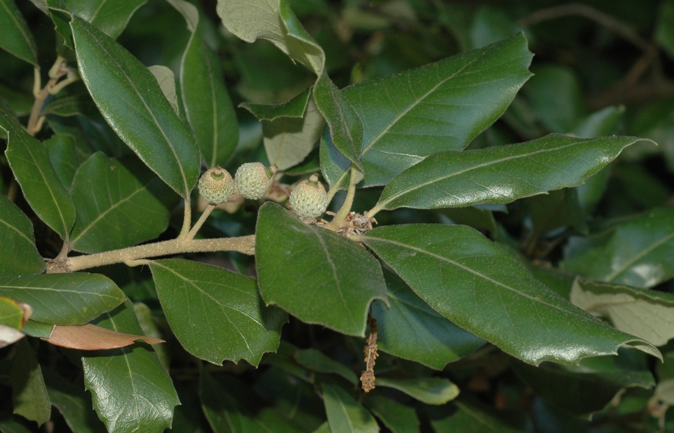 Fagaceae Quercus ilex