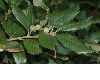 image of Quercus ilex