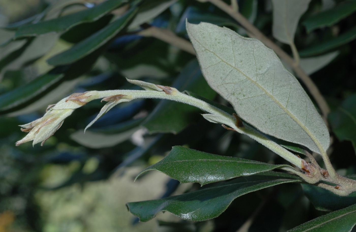 Fagaceae Quercus ilex