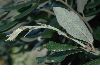 image of Quercus ilex