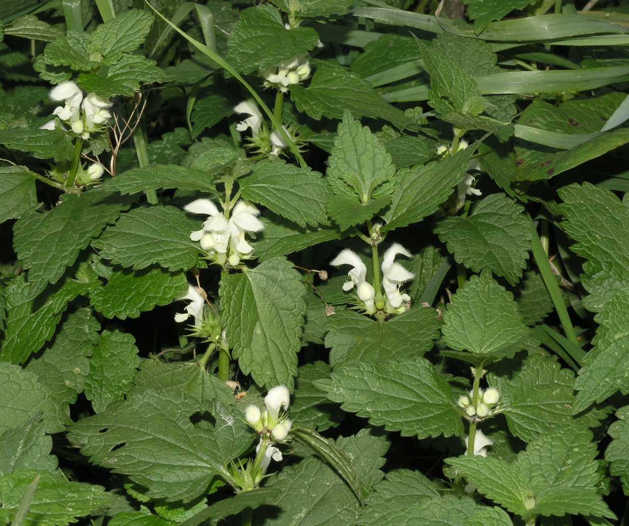 Lamiaceae Lamium album