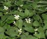 image of Lamium album