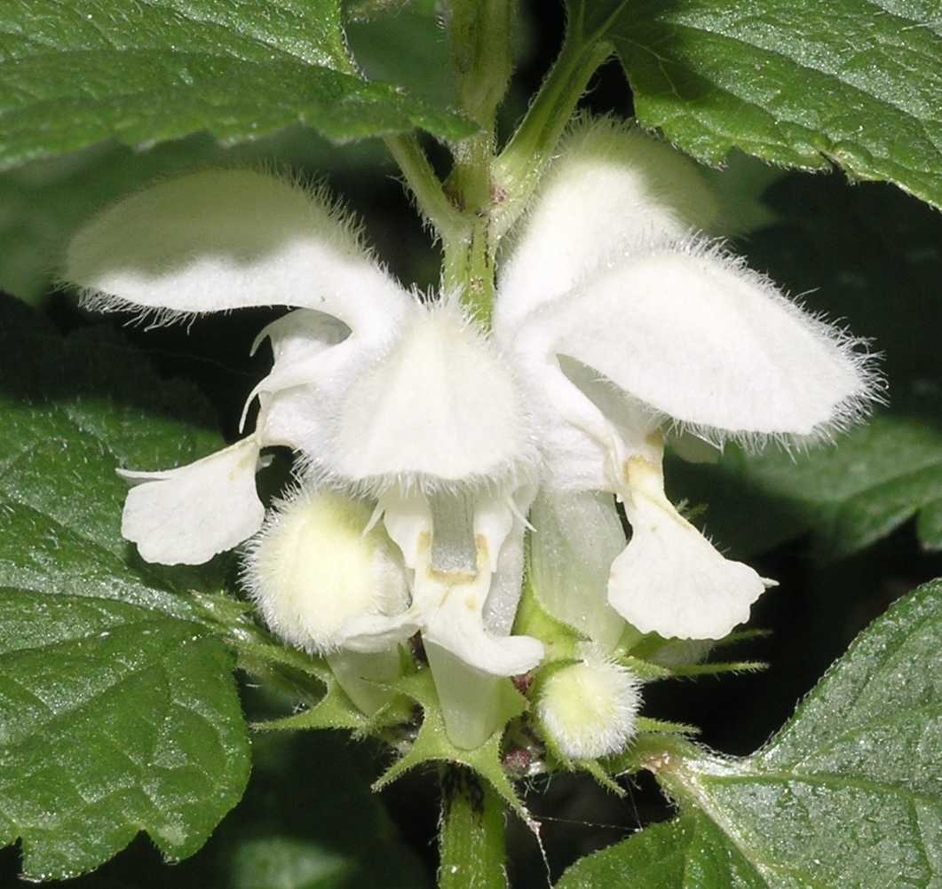 Lamiaceae Lamium album