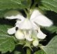 image of Lamium album