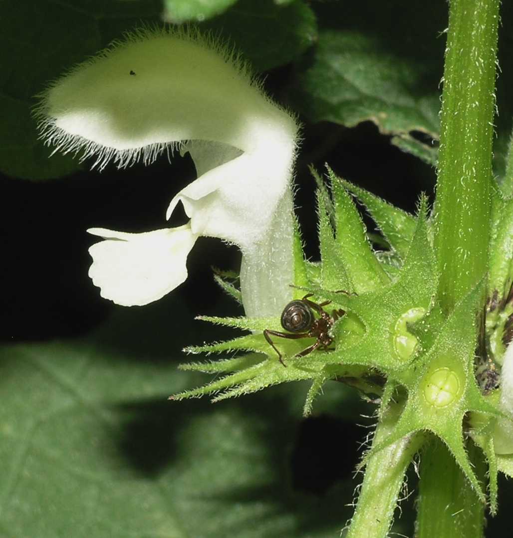 Formicidae  