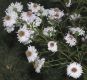 image of Aster novi-belgii