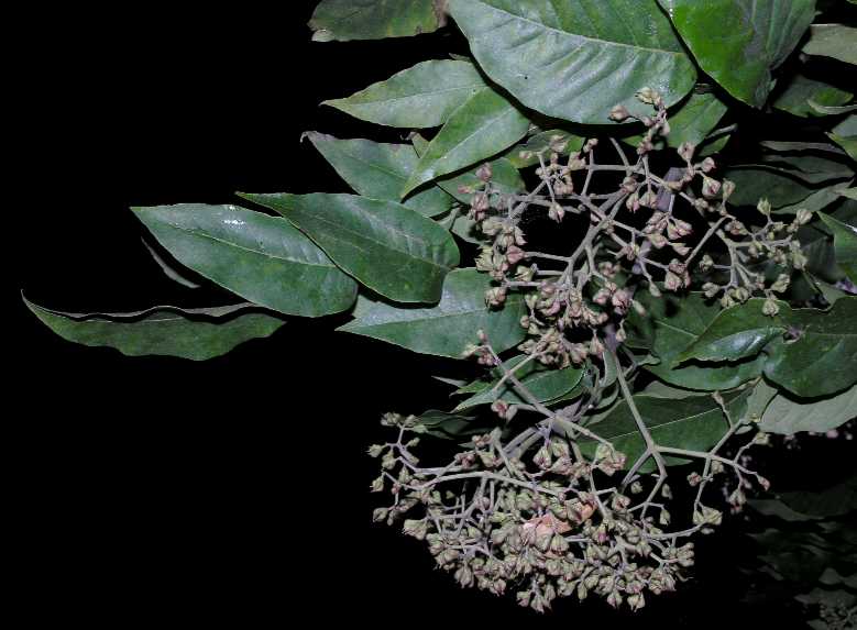 Rutaceae Euodia hupehensis