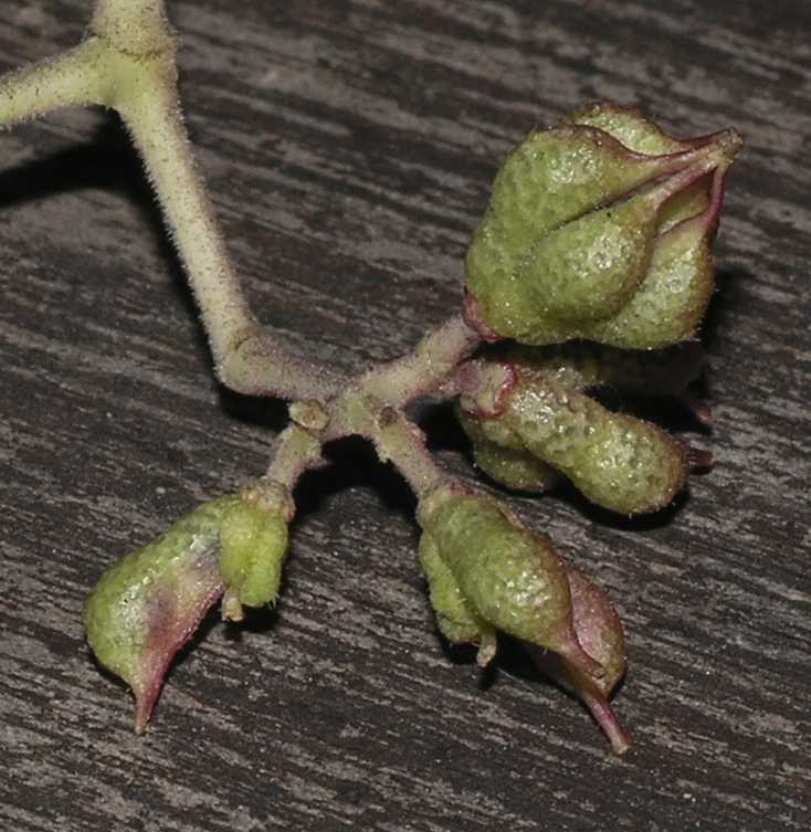 Rutaceae Euodia hupehensis