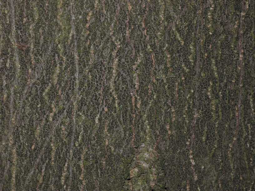 Rutaceae Euodia hupehensis