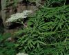 image of Sambucus nigra