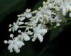 image of Sambucus nigra