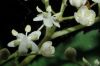image of Sambucus nigra
