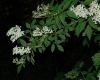 image of Sambucus nigra