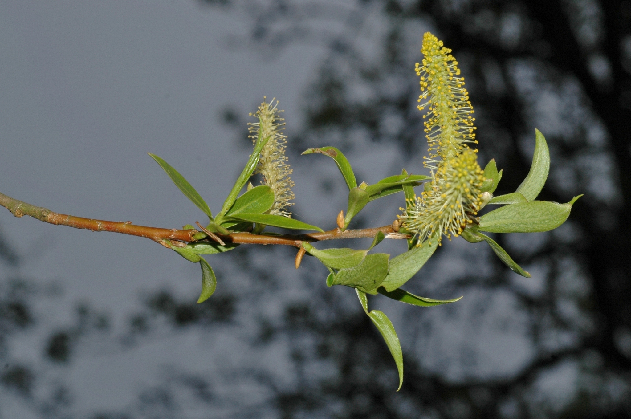 Salicaceae Salix fragilis