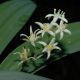 image of Smilacina stellata
