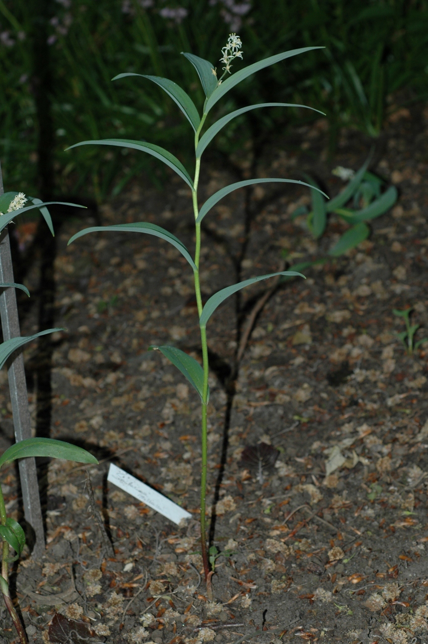 Asparagaceae Smilacina stellata