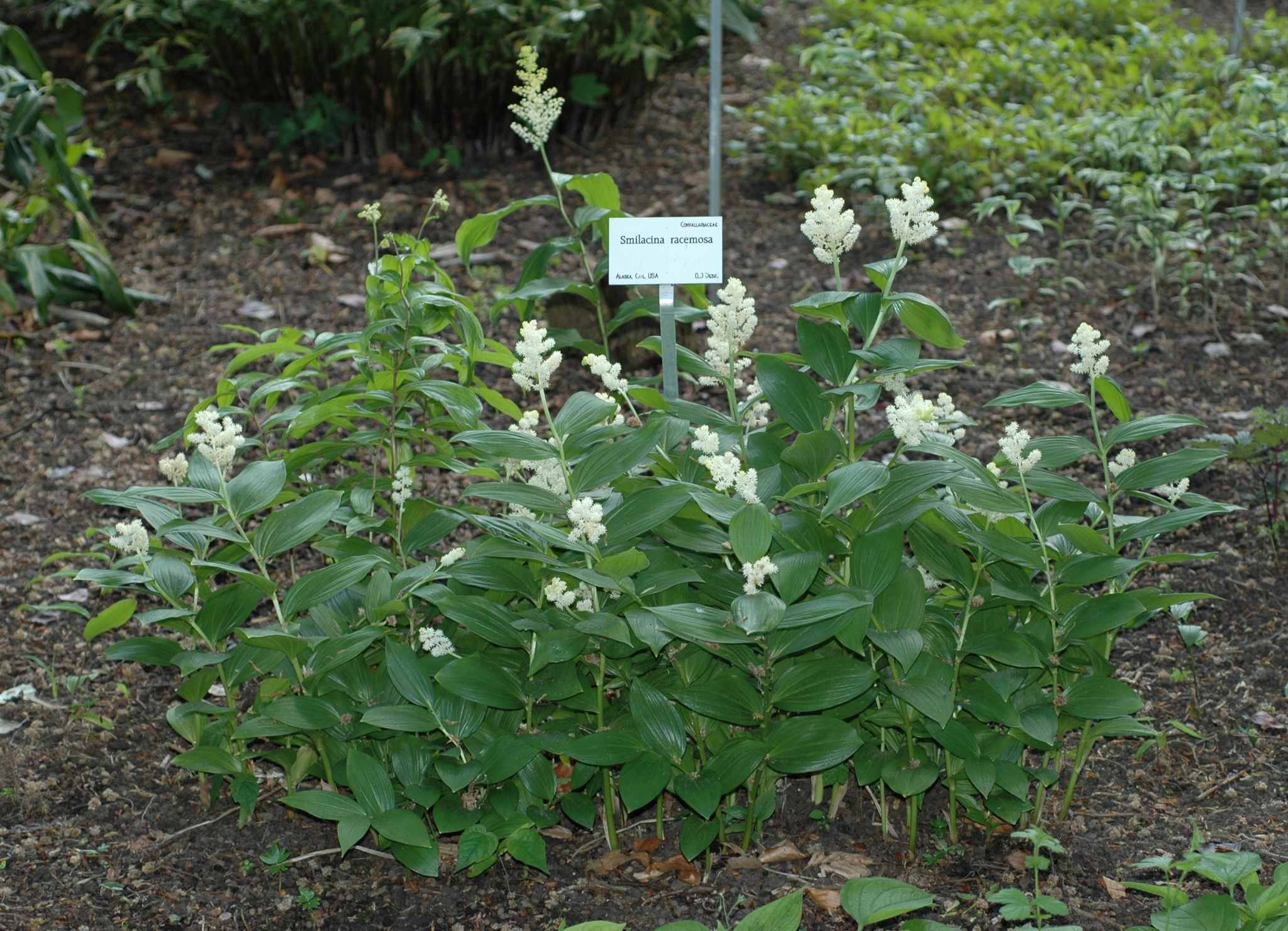 Asparagaceae Smilacina racemosa