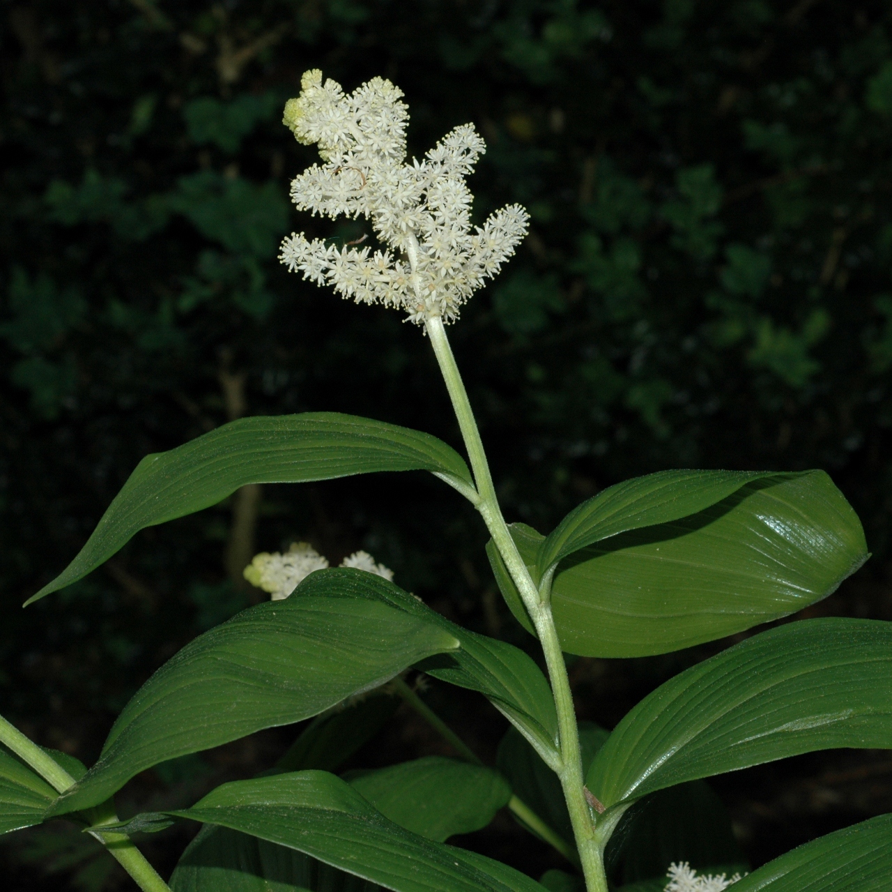 Asparagaceae Smilacina racemosa