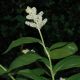 image of Smilacina racemosa