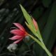 image of Schizostylis coccinea