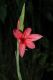 image of Schizostylis coccinea