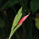 image of Schizostylis coccinea