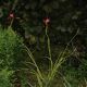 image of Schizostylis coccinea