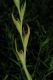 image of Schizostylis coccinea