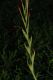 image of Schizostylis coccinea