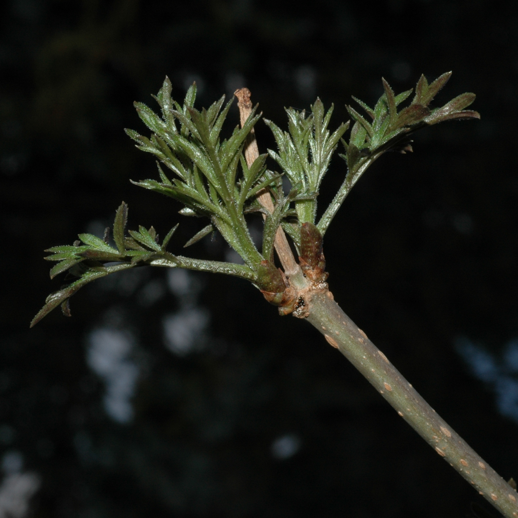 Adoxaceae Sambucus nigra