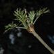 image of Sambucus nigra