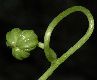 image of Tropaeolum majus