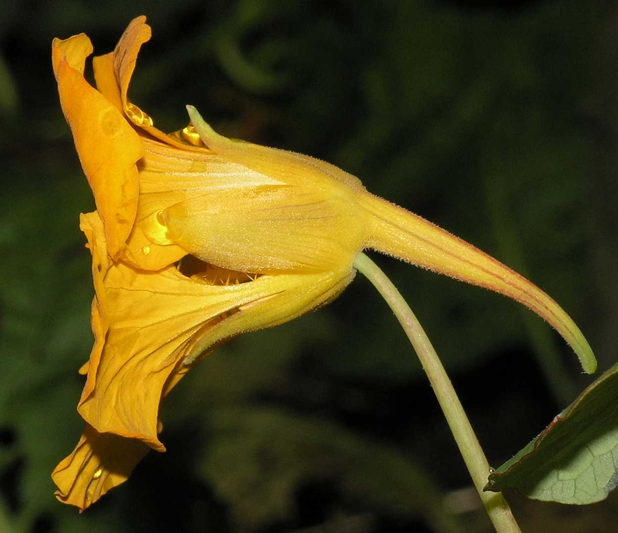 Tropaeolaceae Tropaeolum majus