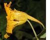 image of Tropaeolum majus