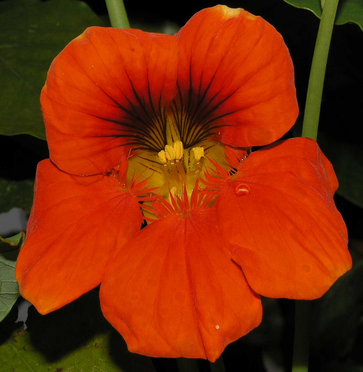 Tropaeolaceae Tropaeolum majus
