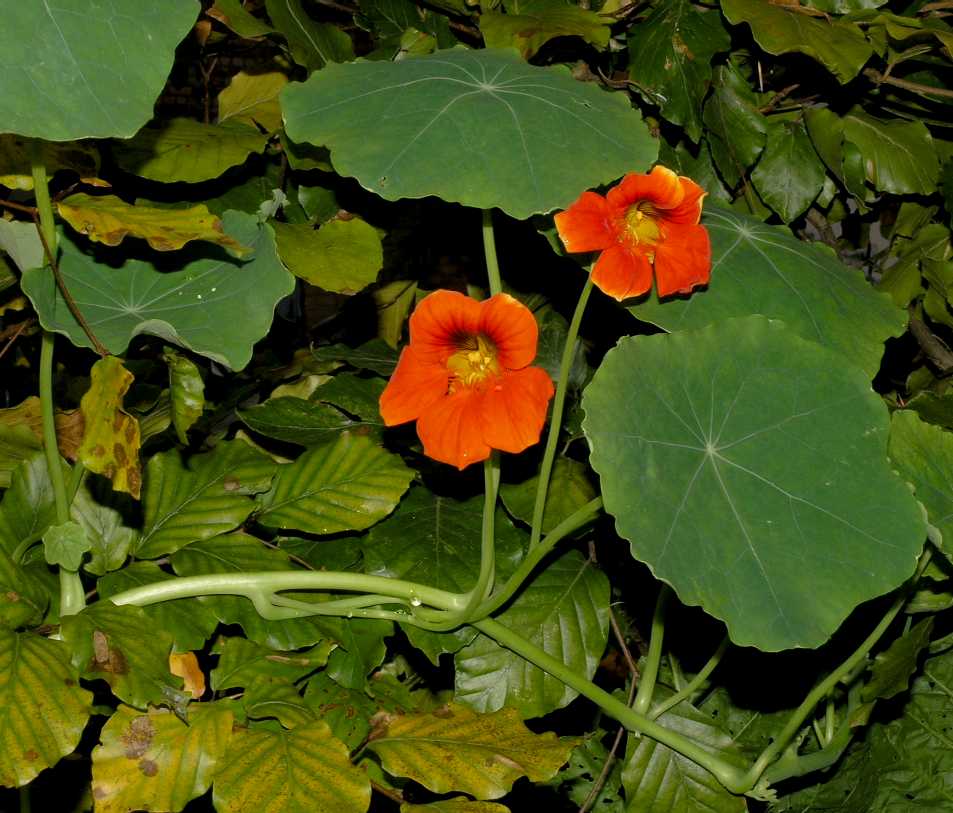 Tropaeolaceae Tropaeolum majus