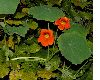 image of Tropaeolum majus