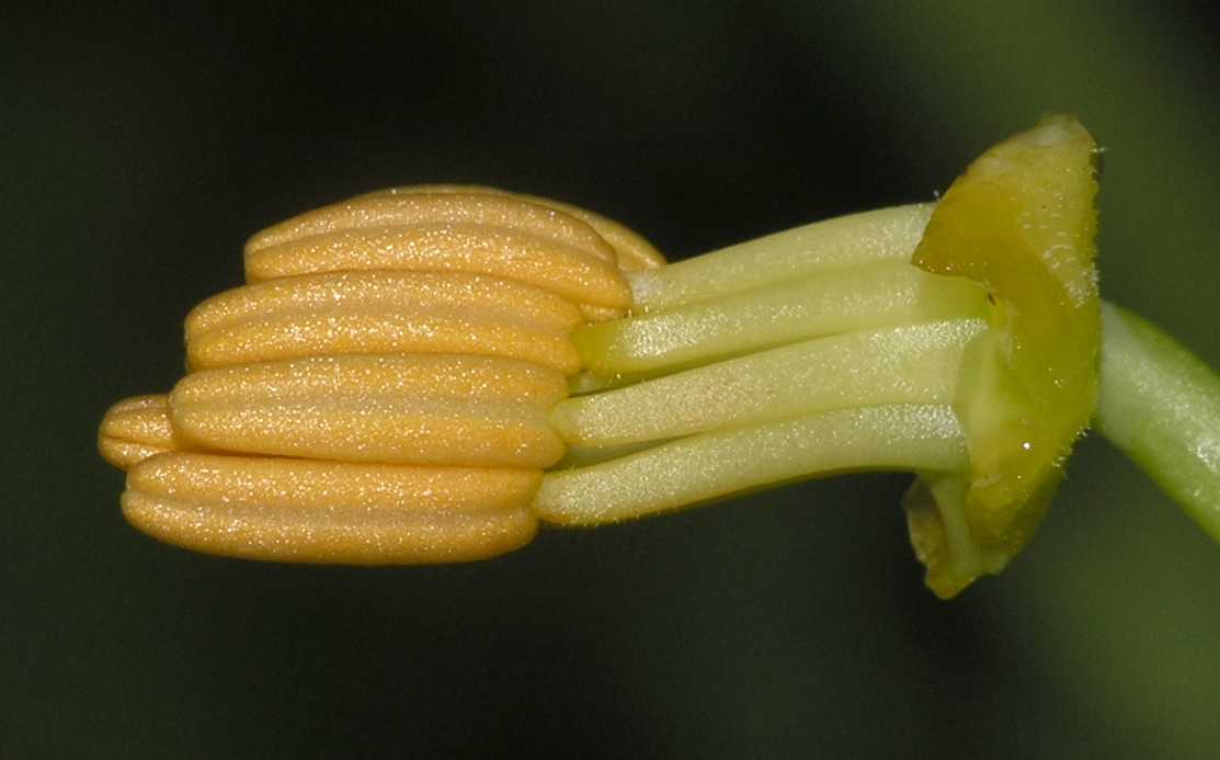Tropaeolaceae Tropaeolum majus