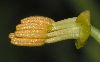 image of Tropaeolum majus