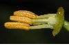 image of Tropaeolum majus