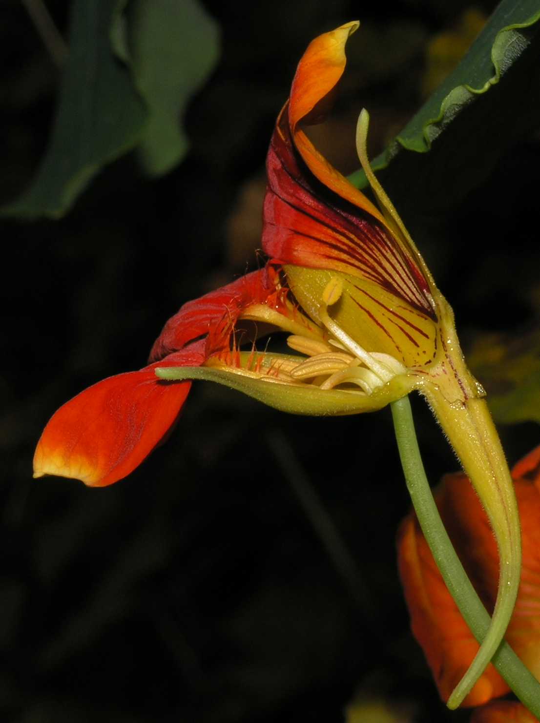 Tropaeolaceae Tropaeolum majus