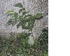 image of Juglans regia