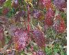 image of Cornus sanguinea