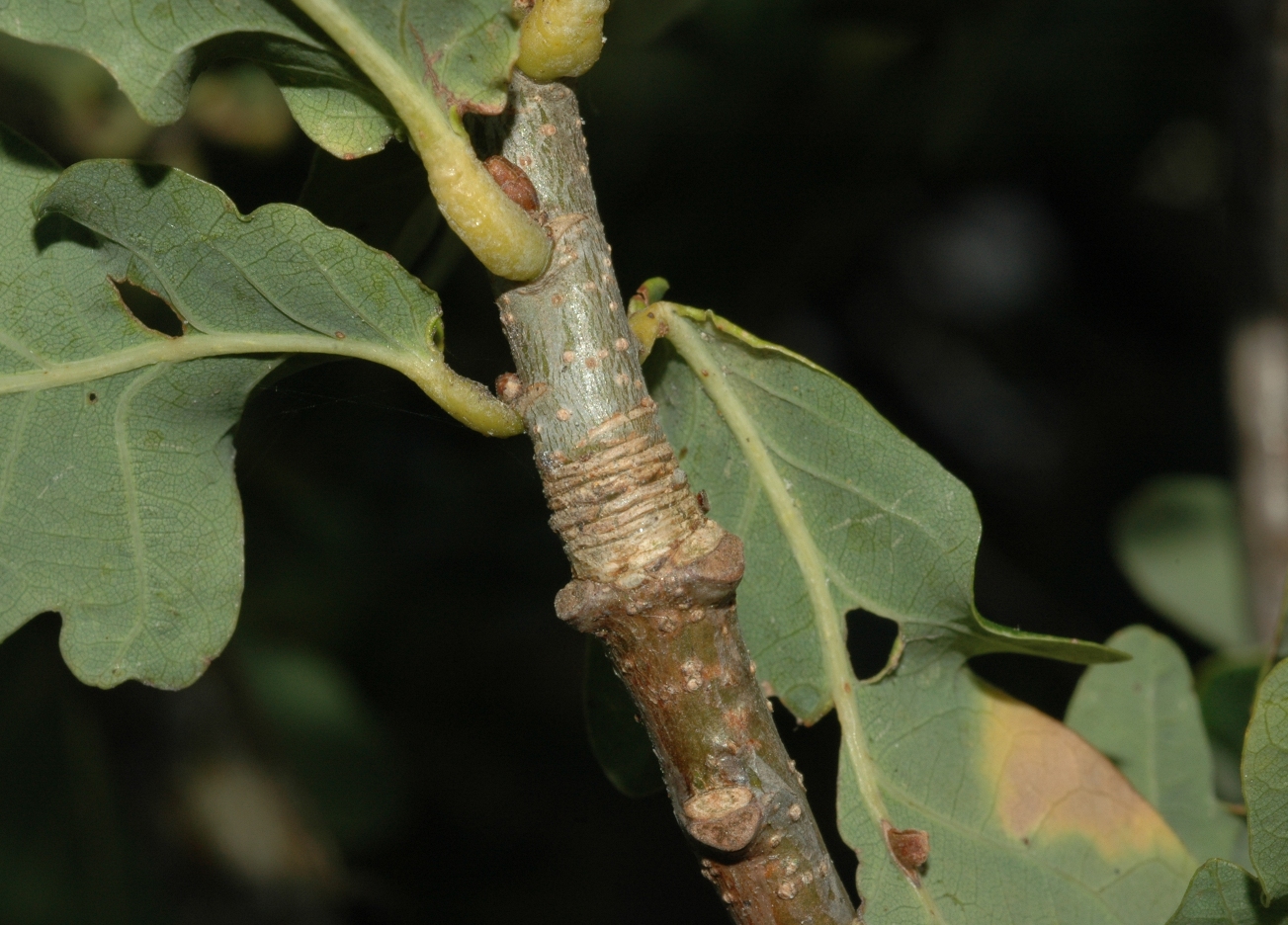 Fagaceae Quercus robur